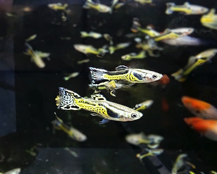 Black Green Cobra Endler Guppy - Male ~ 2cm